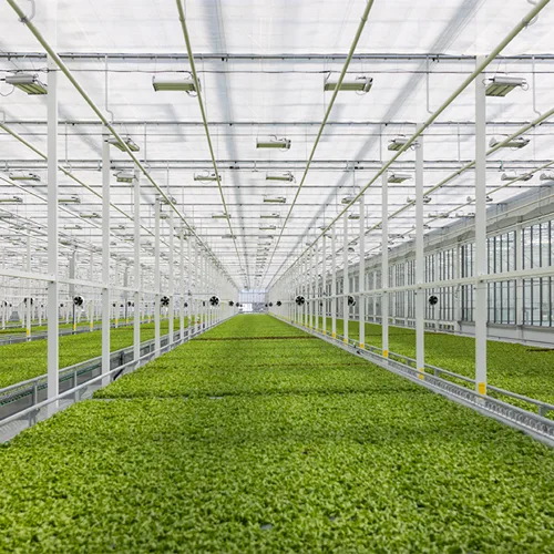 11161 Cover Vegpro